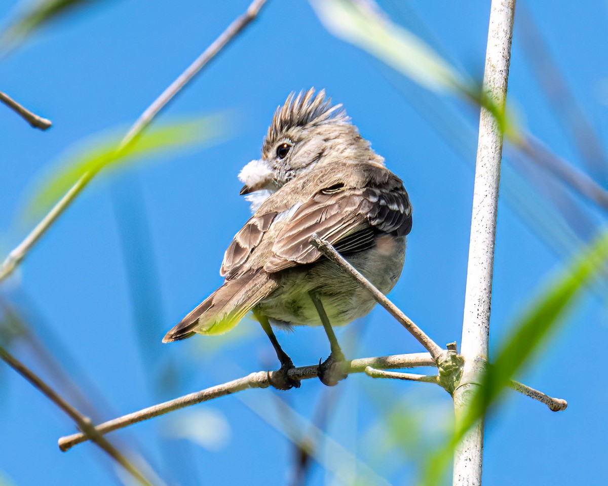 Yellow-bellied Elaenia - ML645100003