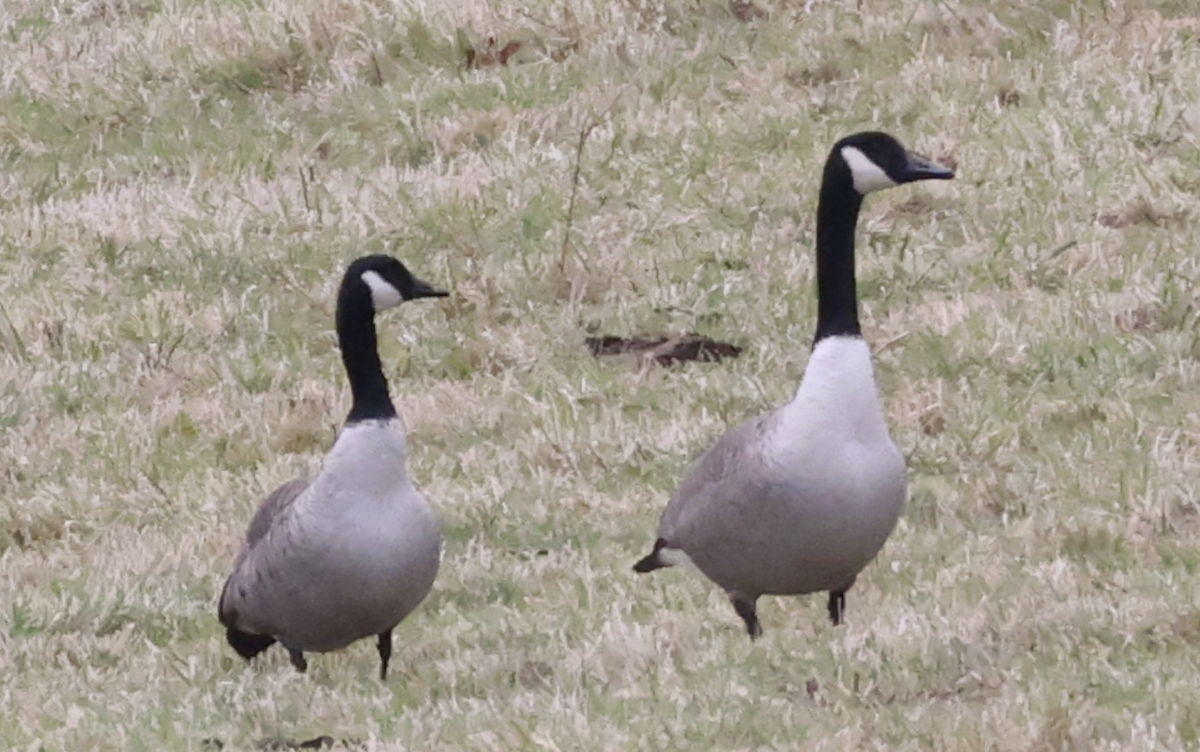 Cackling Goose - ML645100004