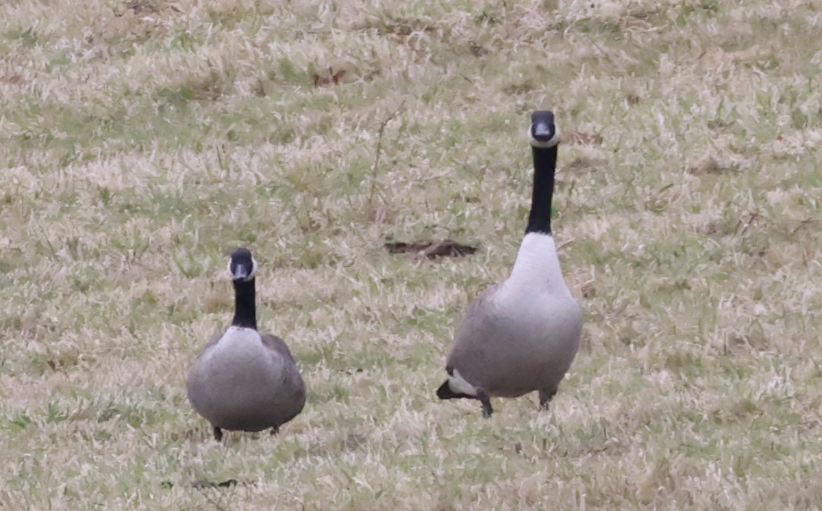 Cackling Goose - ML645100005