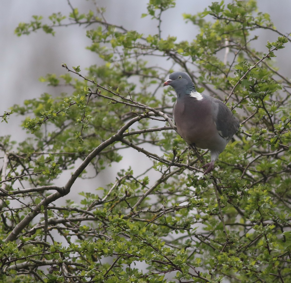 Common Wood-Pigeon - ML645100006