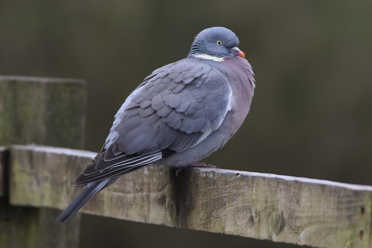 Common Wood-Pigeon - ML645100007