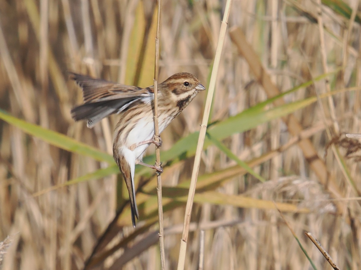 Reed Bunting - ML645100008