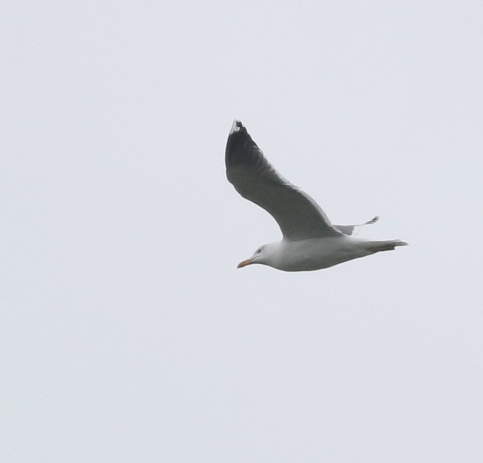 Lesser Black-backed Gull - ML645100010