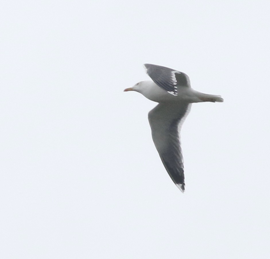 Lesser Black-backed Gull - ML645100011