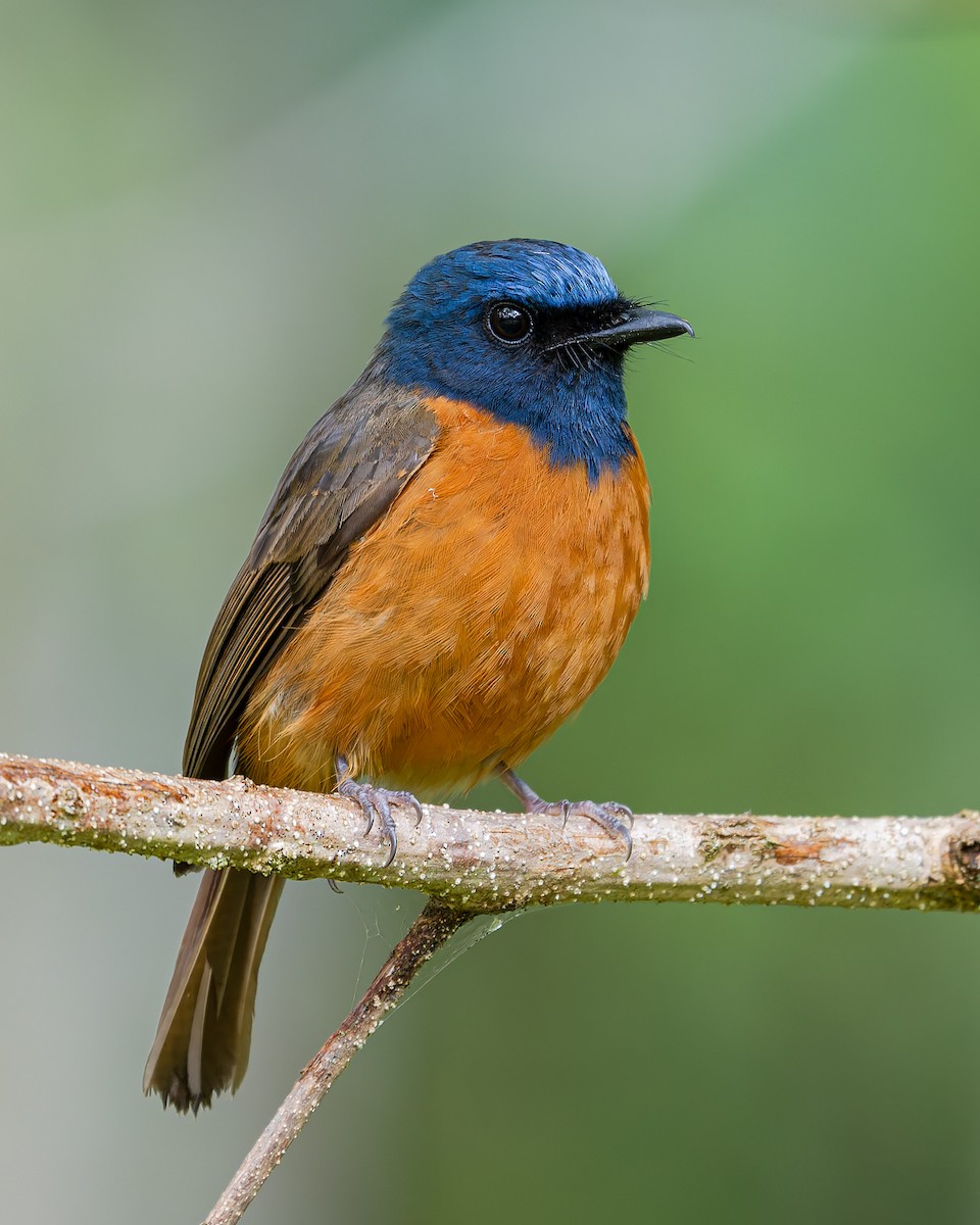 Blue-fronted Flycatcher - ML645100012