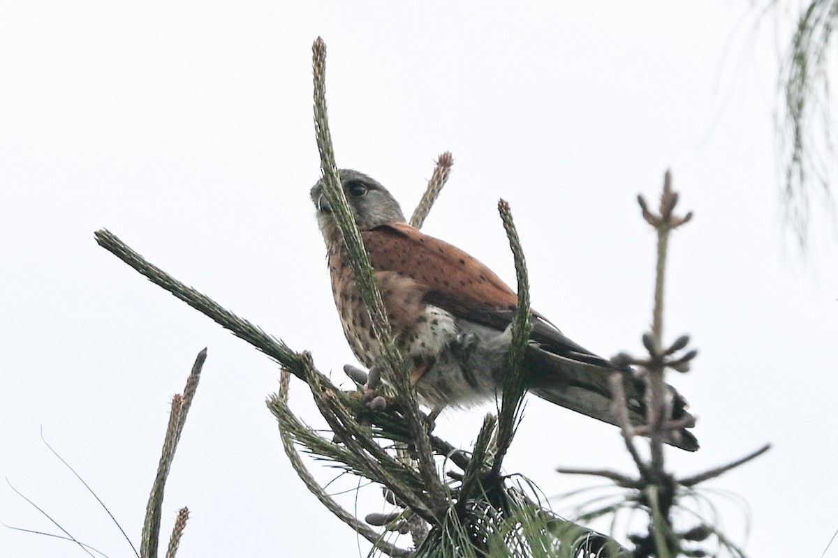 Malagasy Kestrel - ML645100014