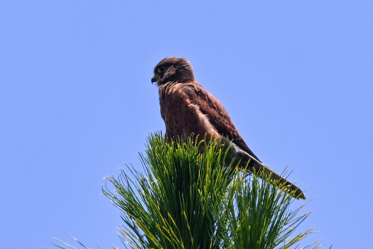 Malagasy Kestrel - ML645100015