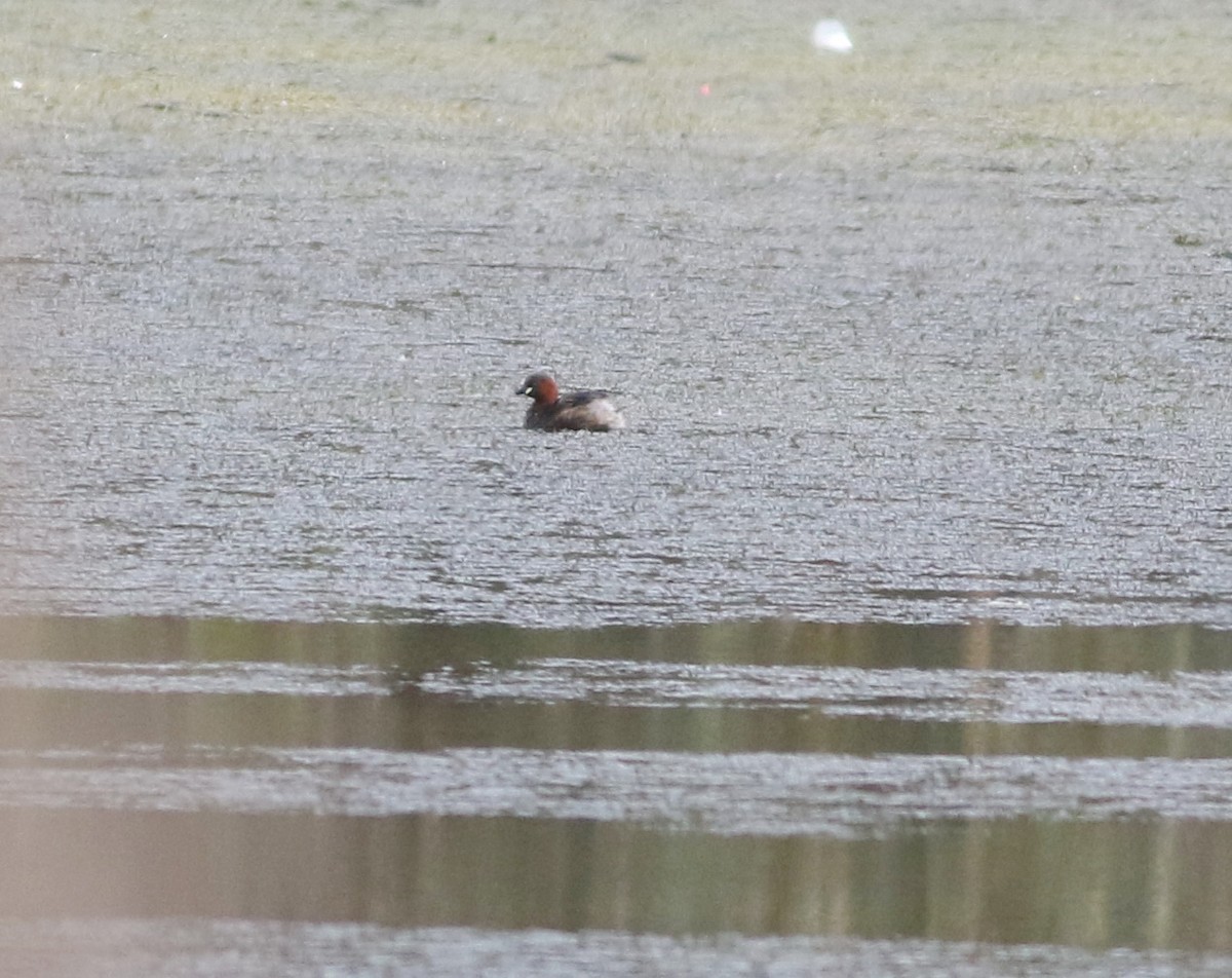 Little Grebe - ML645100016
