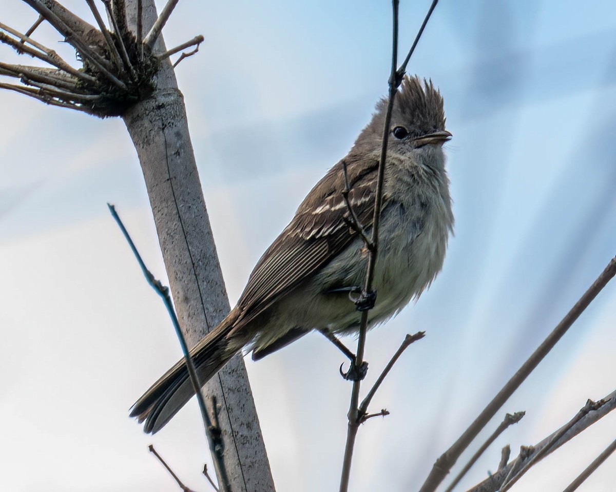 Yellow-bellied Elaenia - ML645100018