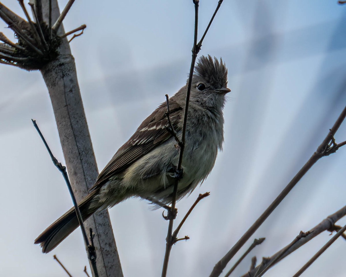 Yellow-bellied Elaenia - ML645100019