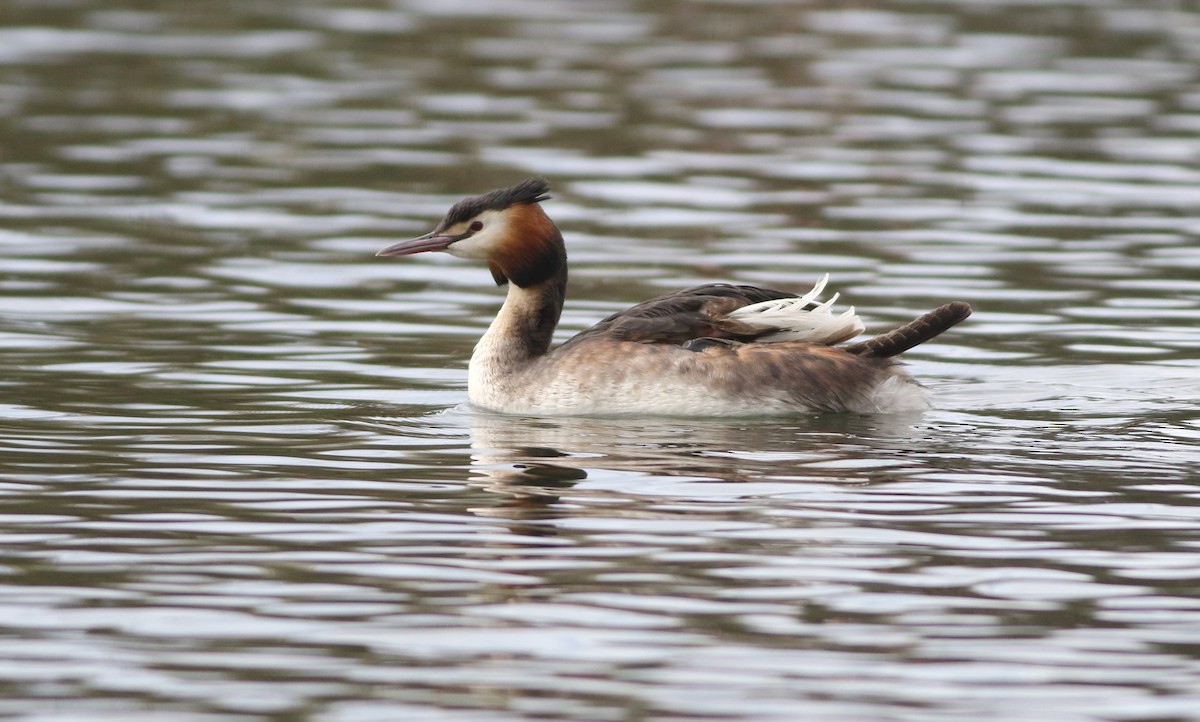 Great Crested Grebe - ML645100020