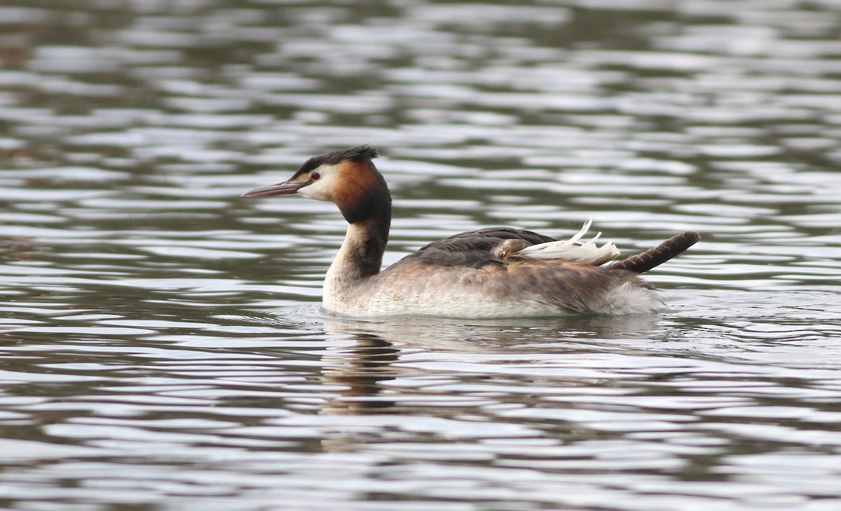 Great Crested Grebe - ML645100021