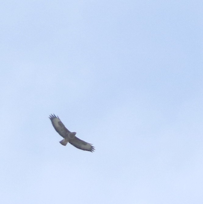 Common Buzzard - ML645100022