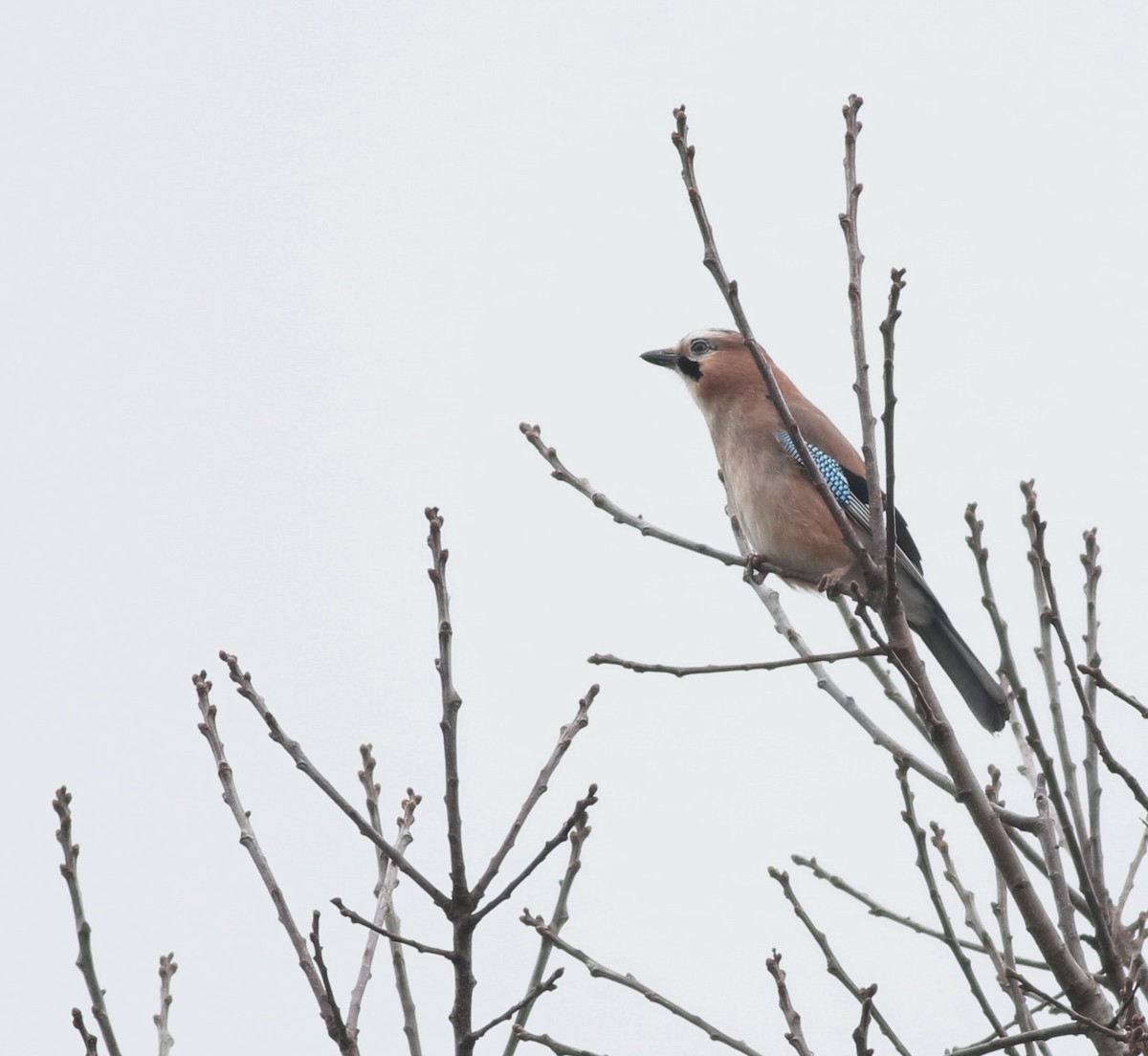 Eurasian Jay - ML645100023