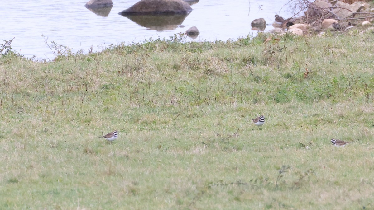 Killdeer - ML645100024