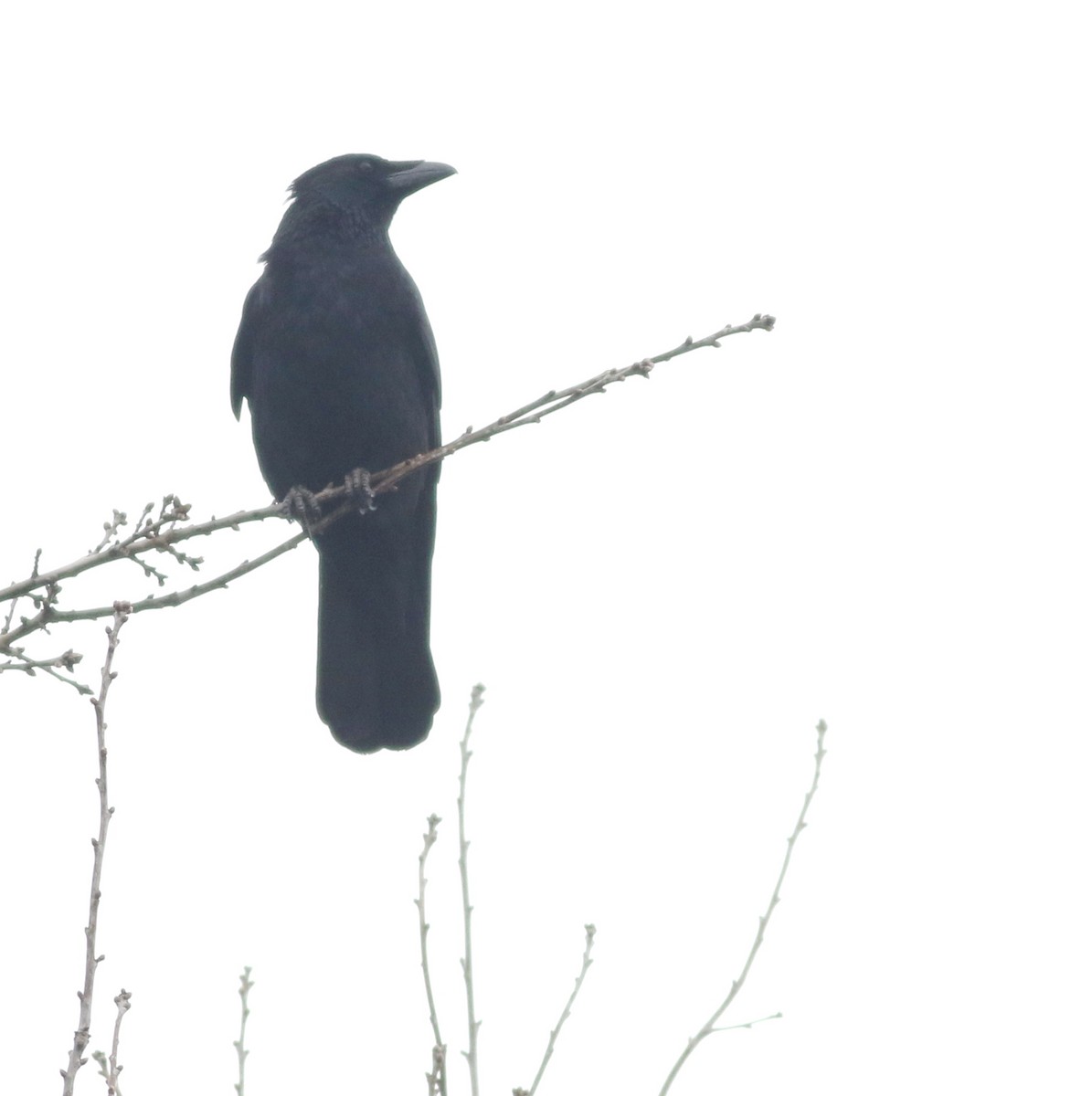 Carrion Crow - ML645100029