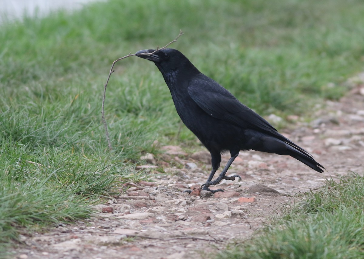 Carrion Crow - ML645100030