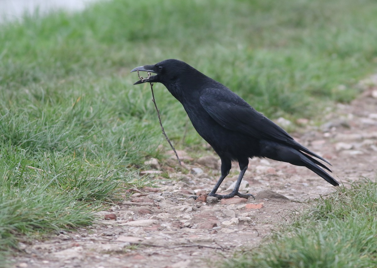 Carrion Crow - ML645100031