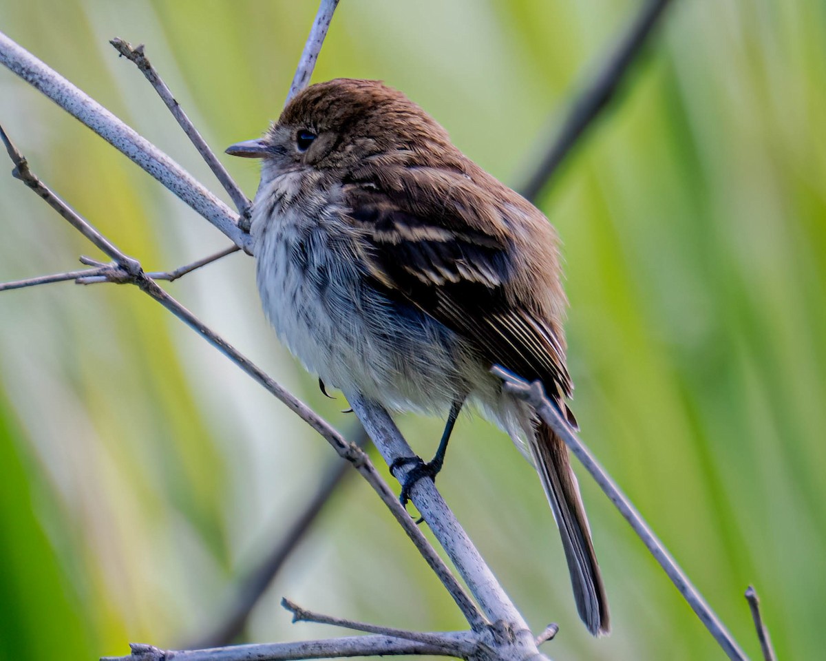 Bran-colored Flycatcher - ML645100032
