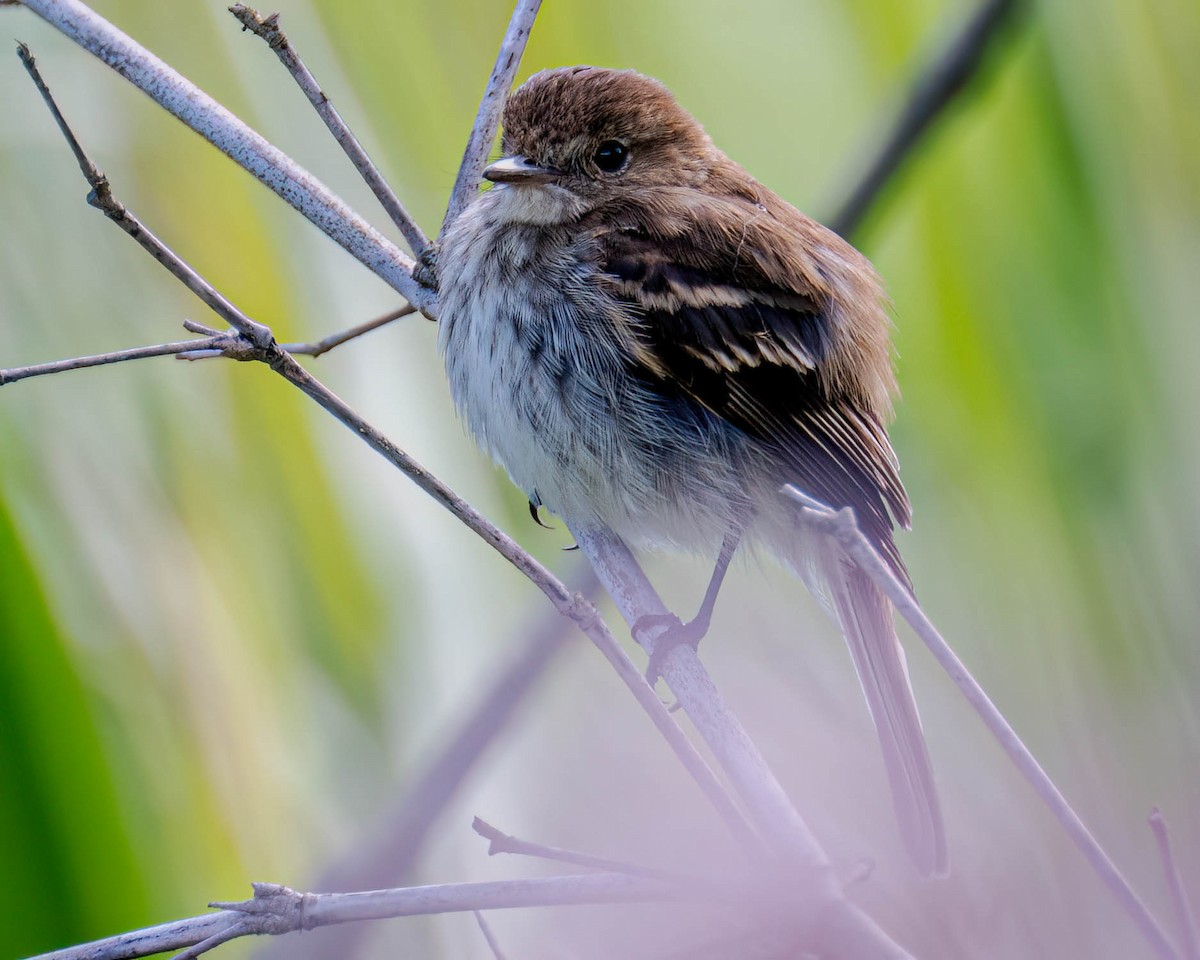 Bran-colored Flycatcher - ML645100033