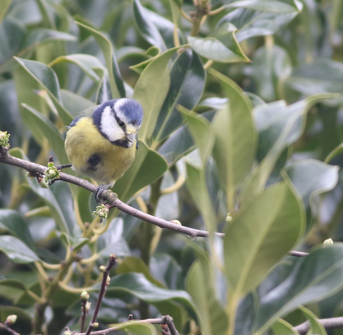 Eurasian Blue Tit - ML645100034