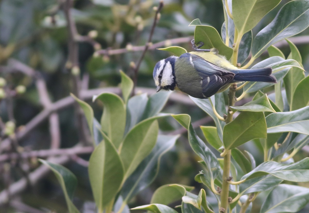 Eurasian Blue Tit - ML645100035