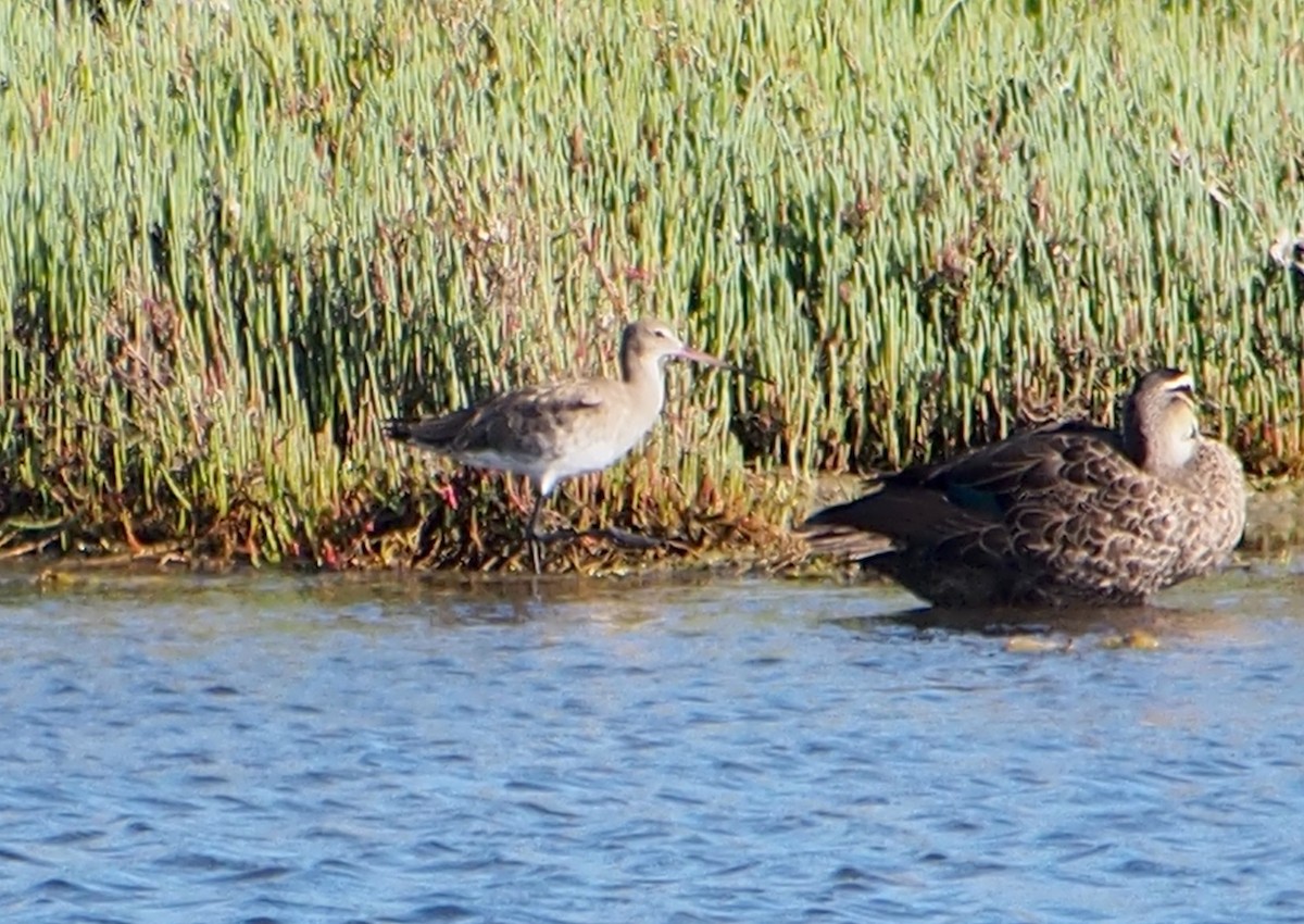 Black-tailed Godwit - ML645100051