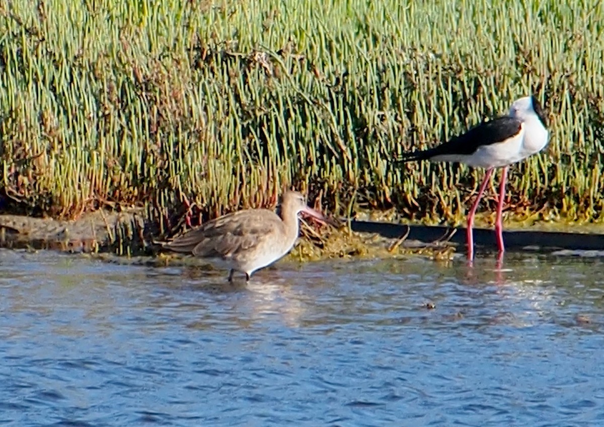 Black-tailed Godwit - ML645100052