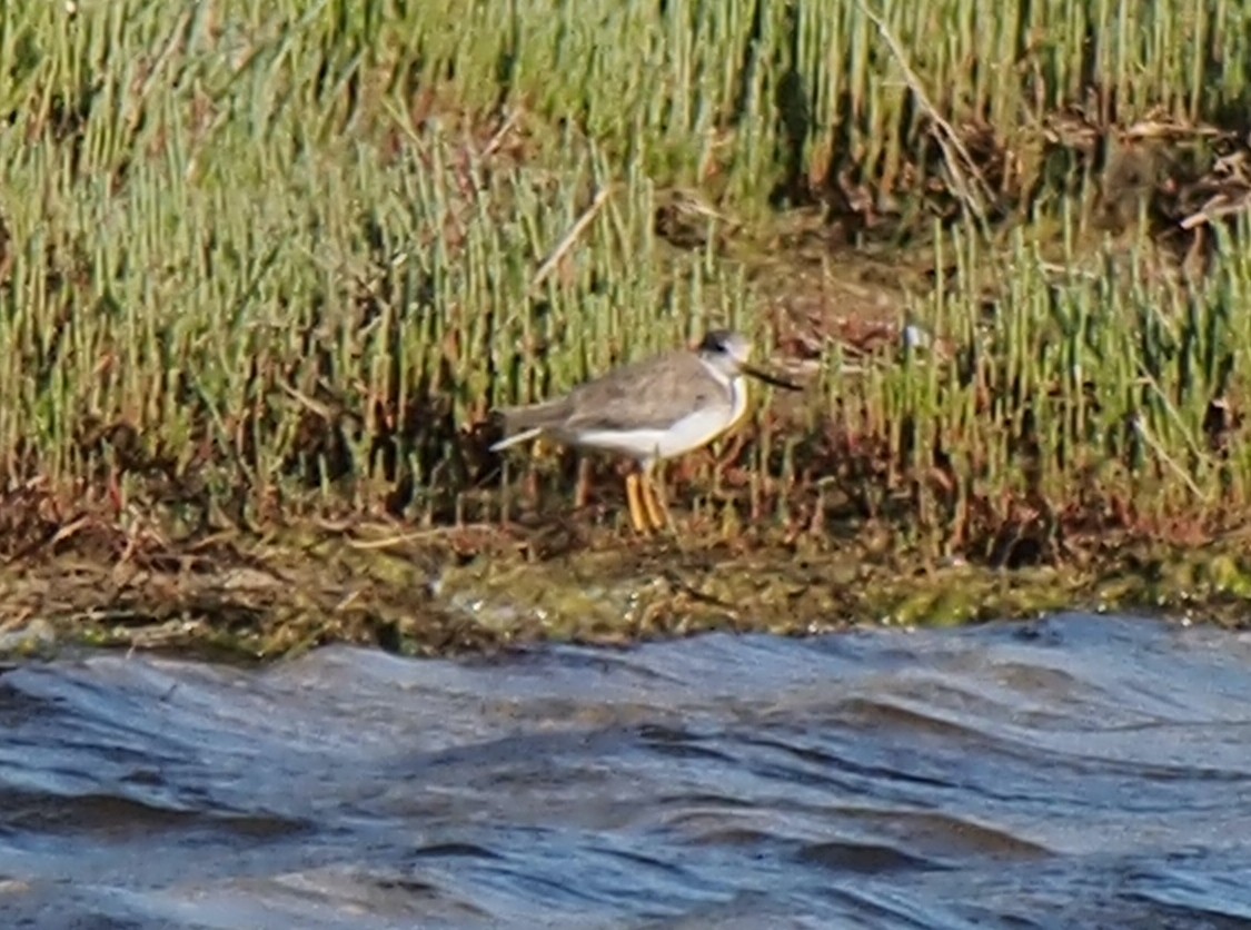 tereksnipe - ML645100058