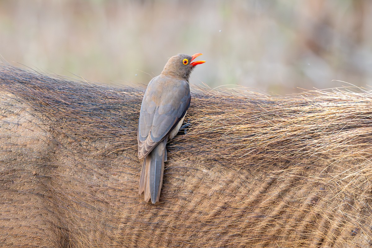 Red-billed Oxpecker - ML645100069