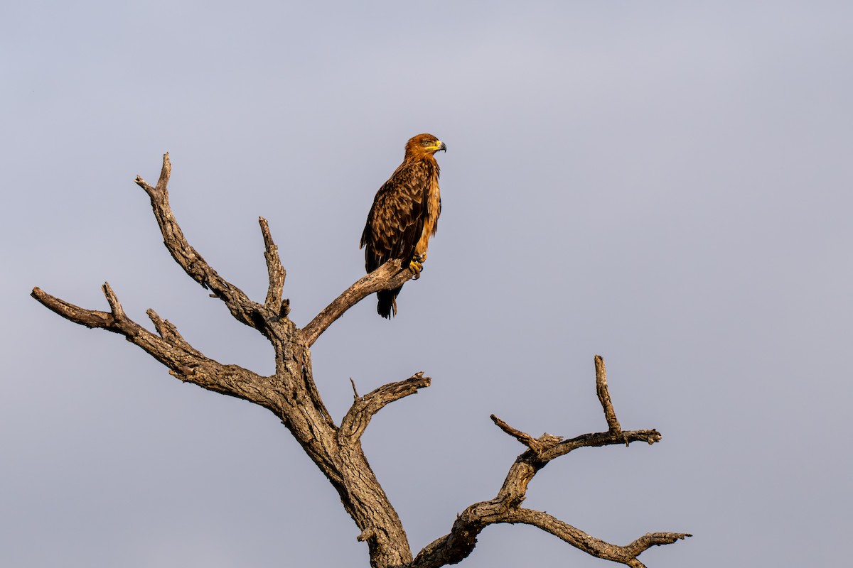 Tawny Eagle - ML645100073