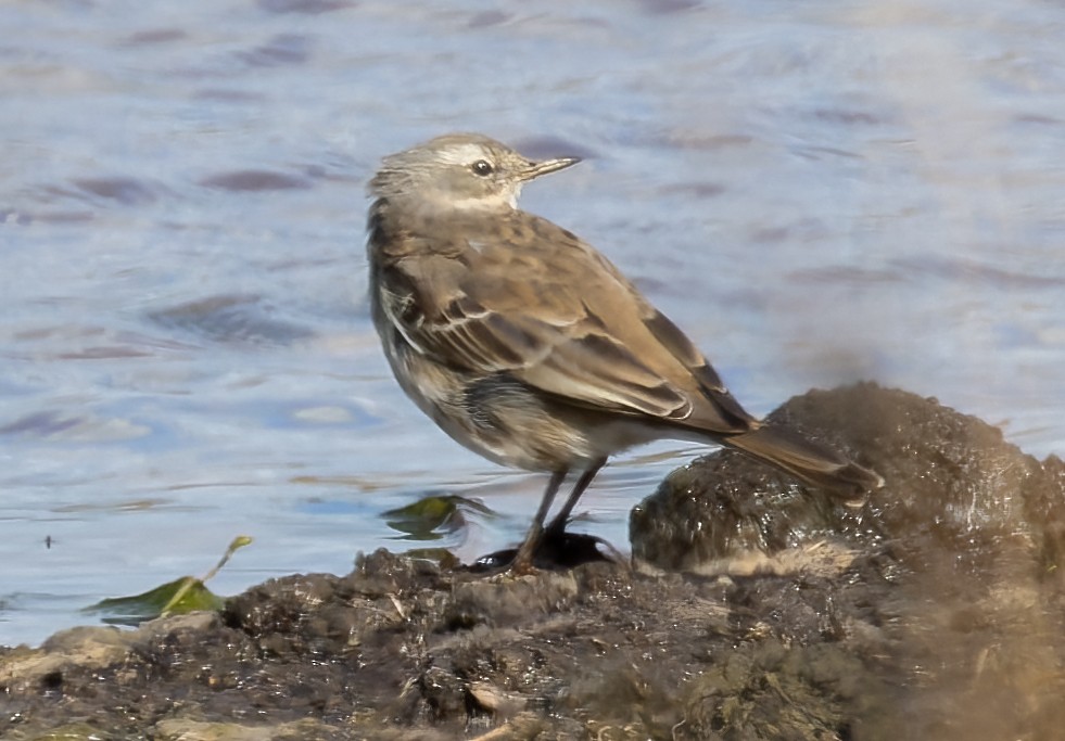 Water Pipit - ML645100101