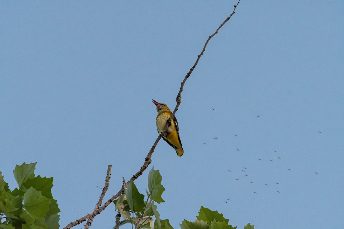 Oropéndola Europea - ML645100127