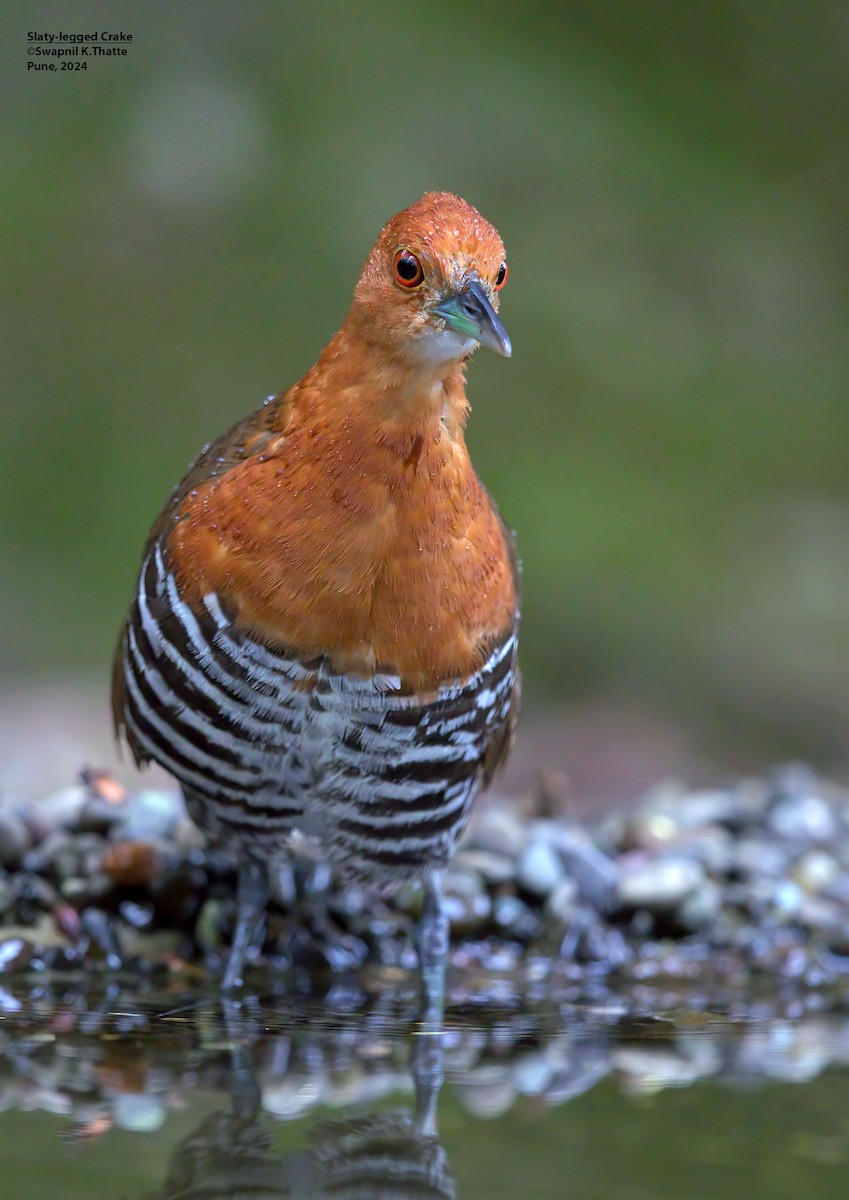 Slaty-legged Crake - ML645100188