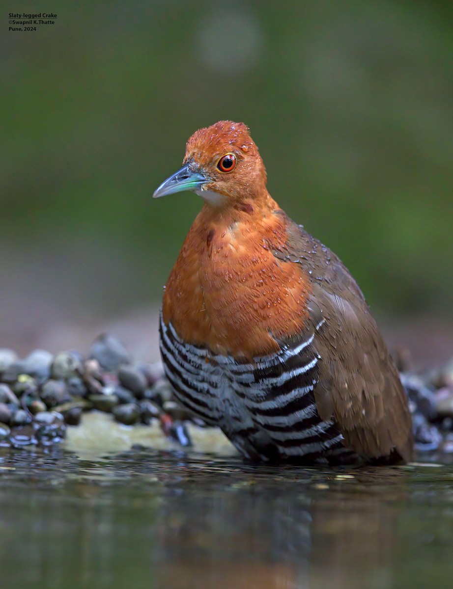 Slaty-legged Crake - ML645100189