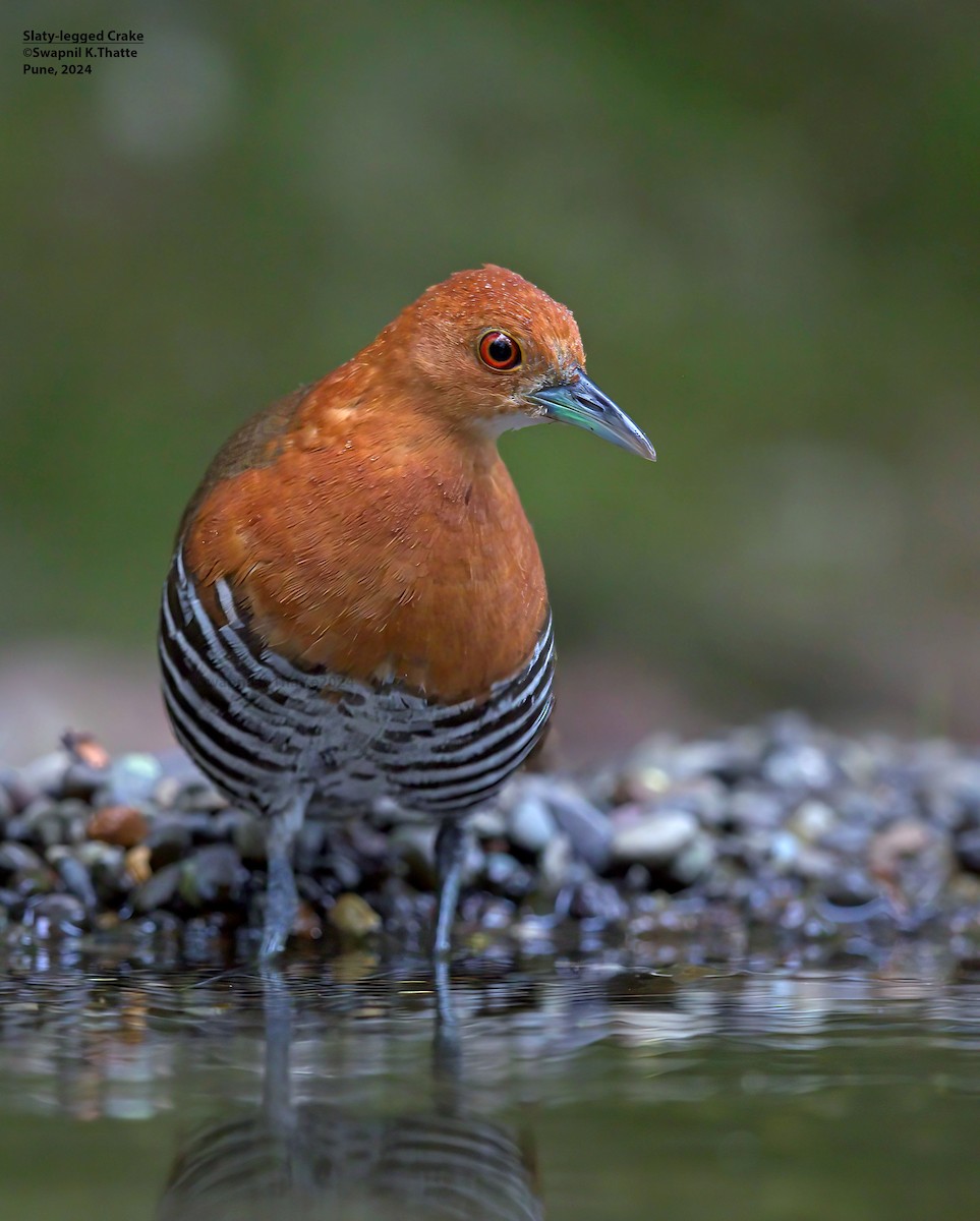 Slaty-legged Crake - ML645100190