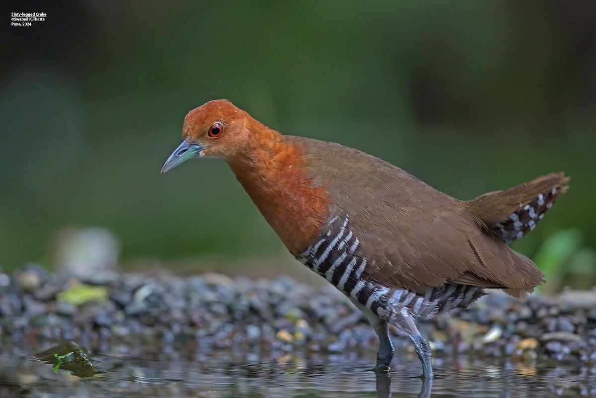 Slaty-legged Crake - ML645100191