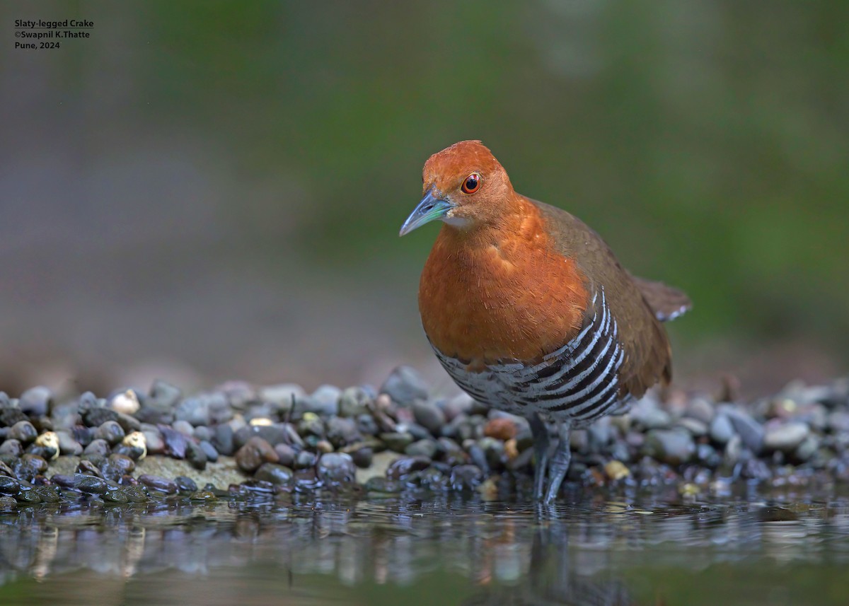 Slaty-legged Crake - ML645100192
