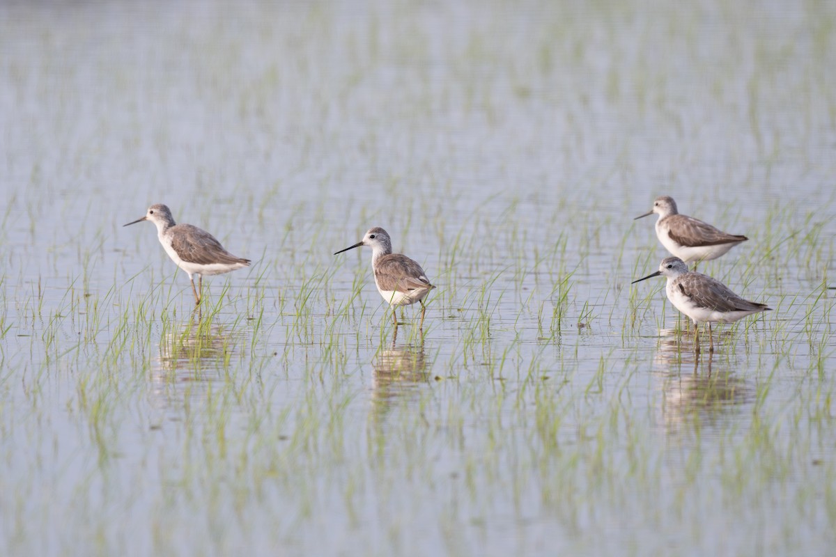 vodouš štíhlý - ML645100207