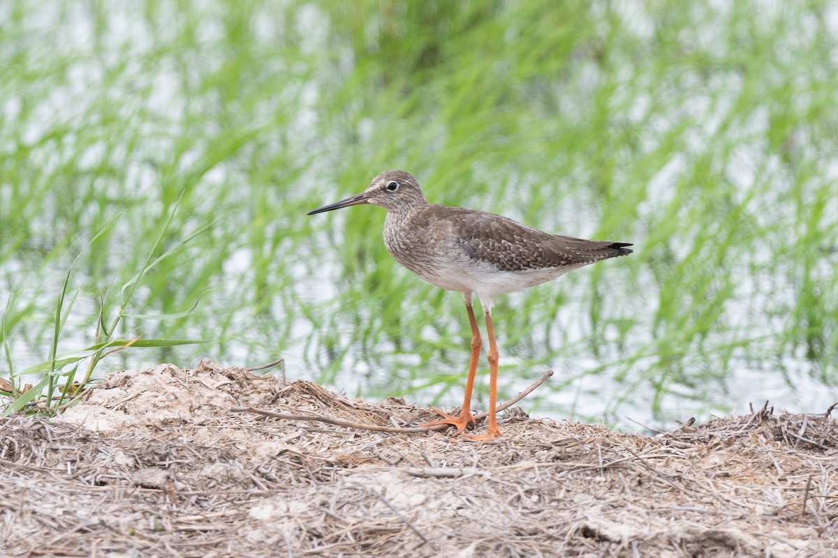 vodouš rudonohý - ML645100211