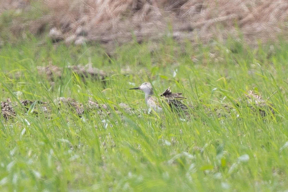 jespák bojovný - ML645100214