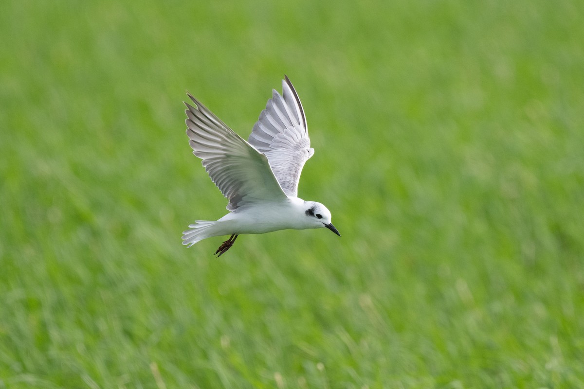 rybák bělokřídlý - ML645100223