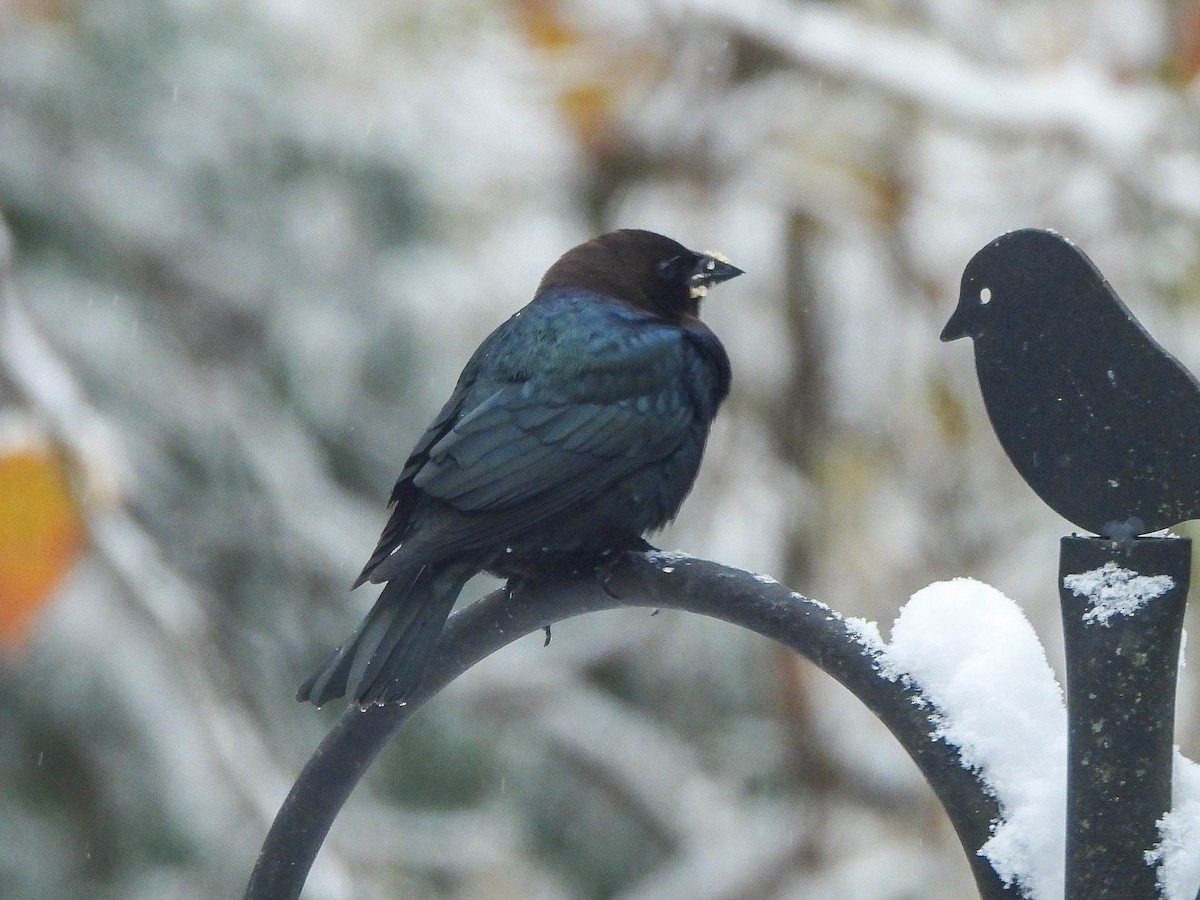 brunhodetrupial - ML645100238