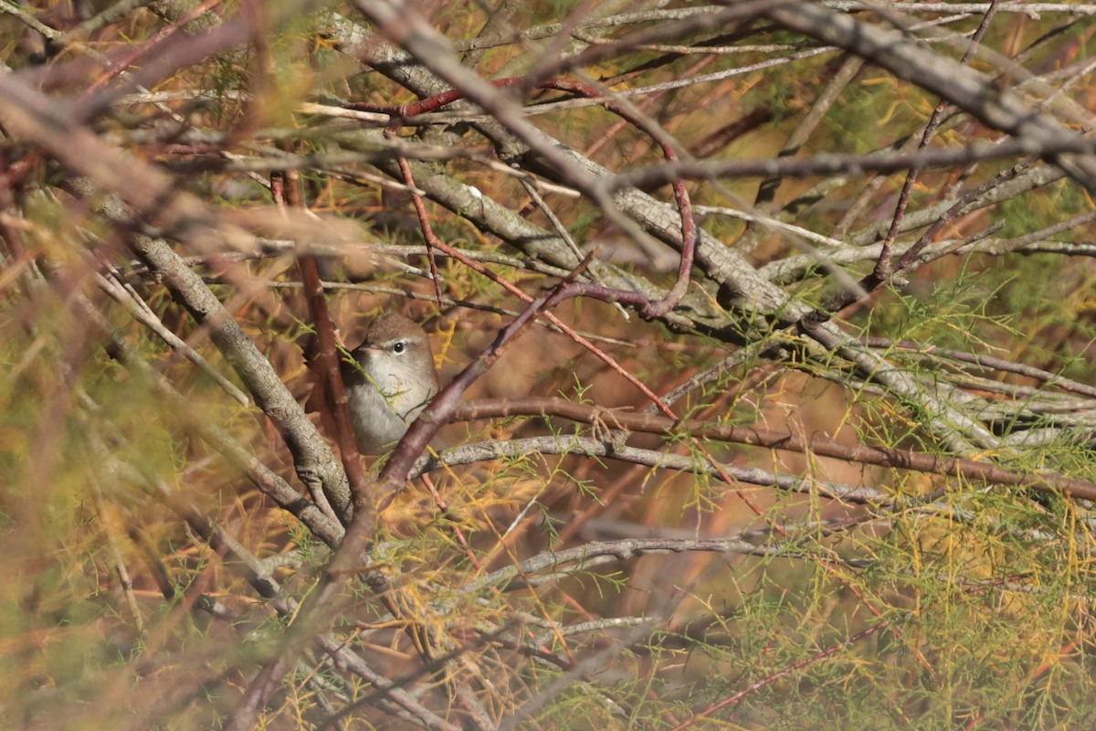 Cetti's Warbler - ML645100241