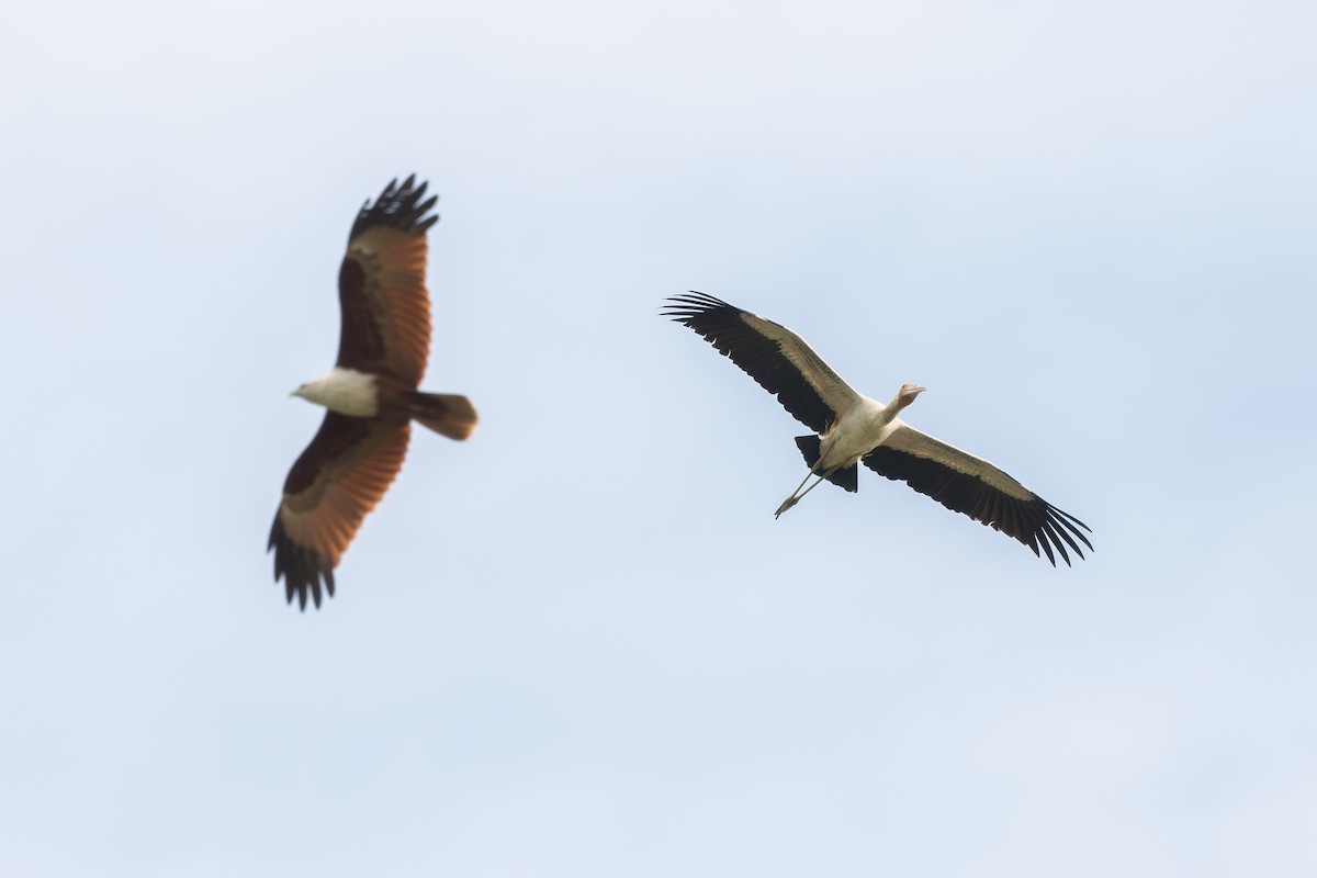 nesyt bílý x indický (hybrid) - ML645100242