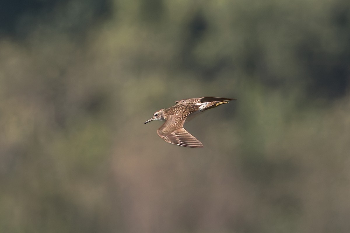 タカブシギ - ML645100254