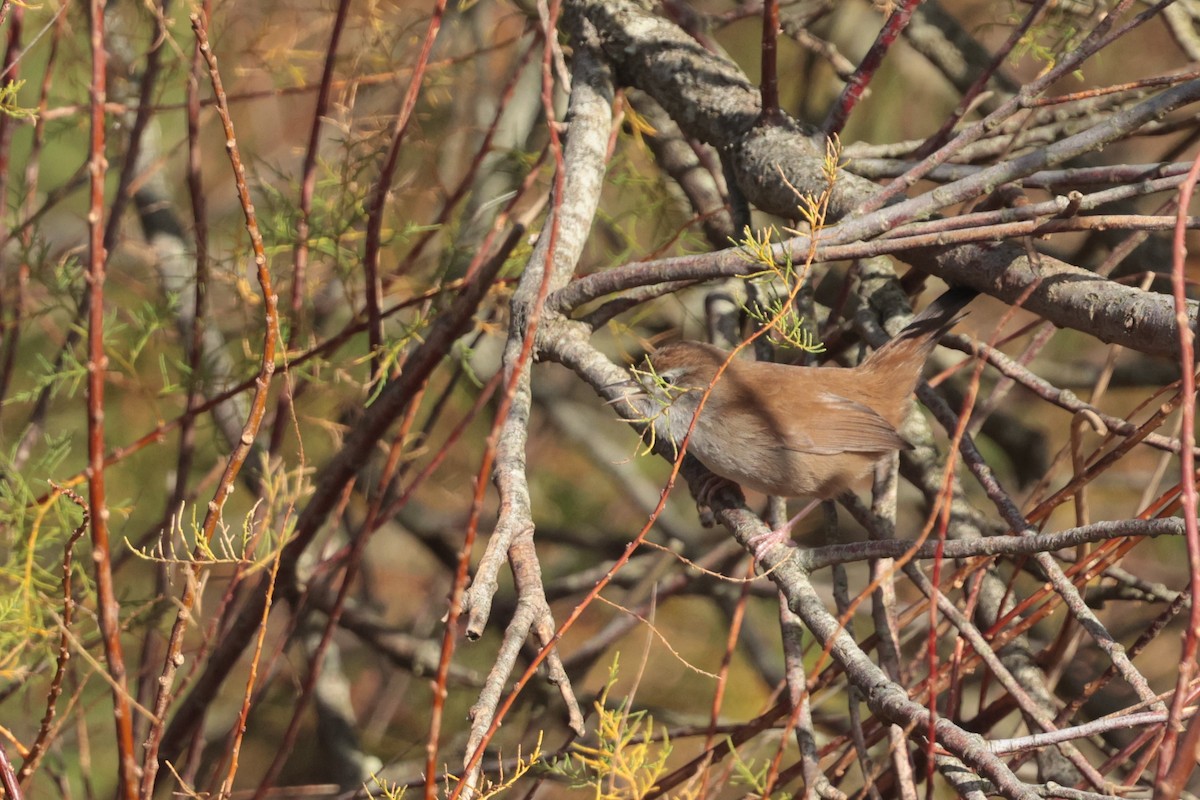 Cetti's Warbler - ML645100257