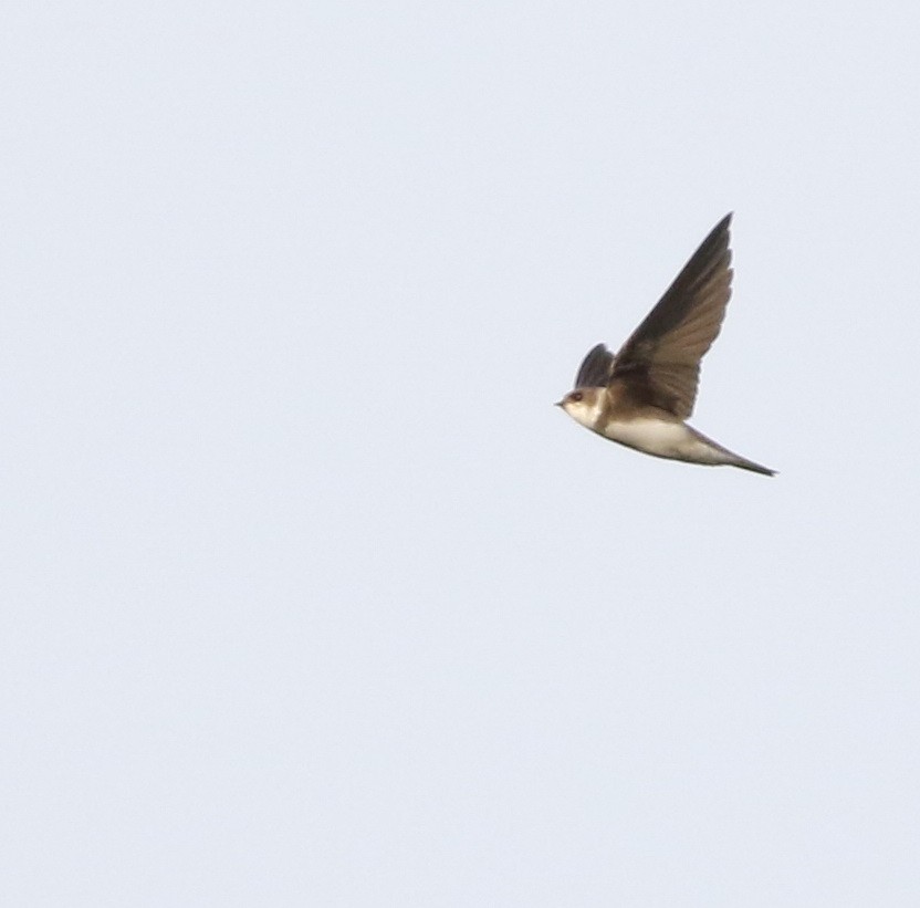Bank Swallow - ML645100295