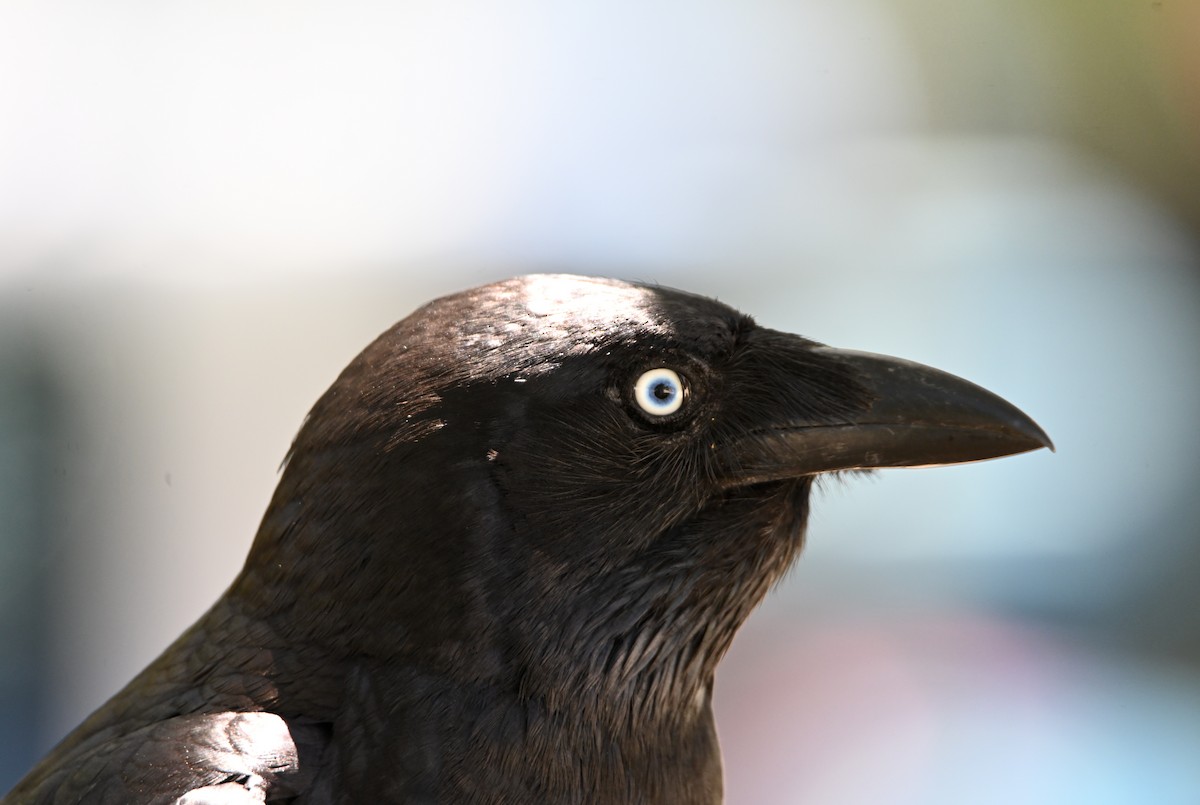 Torresian Crow - ML645100296