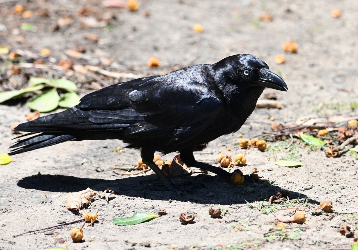 Torresian Crow - ML645100297